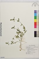 孩兒草藏品圖，第1張