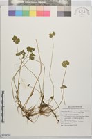 漂浮天胡荽藏品圖，第1張
