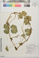 漂浮天胡荽藏品圖，第1張