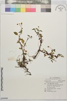 沼生金鈕扣藏品圖，第1張