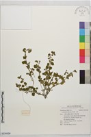 小茄藏品圖，第1張