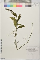穗花爵床藏品圖，第1張
