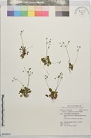 地錢草藏品圖，第1張