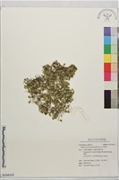 天胡荽藏品圖，第1張
