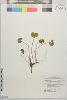 漂浮天胡荽藏品圖，第1張