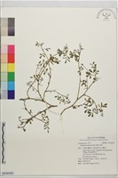 穗花木藍藏品圖，第1張