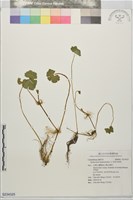 漂浮天胡荽藏品圖，第1張