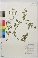 蔓花生、長喙花生、印度花生藏品圖，第1張