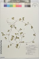 台灣天胡荽藏品圖，第1張
