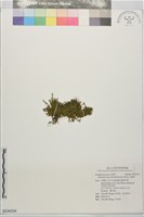 水晶草藏品圖，第1張