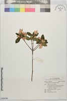 馬銀花藏品圖，第1張