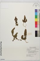 登錄號:S234340藏品圖，第1張