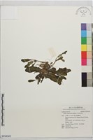 日本筋骨草藏品圖，第1張