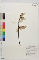 登錄號:S234352藏品圖，第1張