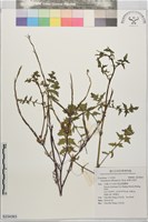鉆果大蒜芥藏品圖，第1張