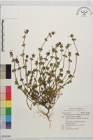 寶蓋草、抱莖葉、野莞麻藏品圖，第1張