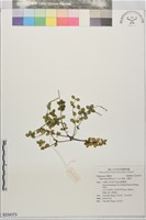 小椒草藏品圖，第1張