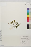 短毛堇菜藏品圖，第1張