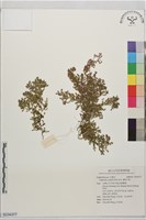 匍根大戟藏品圖，第1張