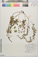 小花牻牛兒苗藏品圖，第1張