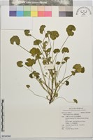 圓葉錦葵藏品圖，第1張