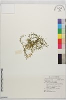 大瓜槌草藏品圖，第1張
