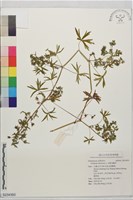 刻葉老鸛草藏品圖，第1張