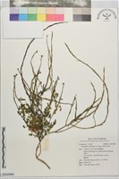 鉆果大蒜芥藏品圖，第1張