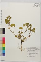 小花錦葵藏品圖，第1張