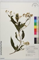 澤假藿香薊藏品圖，第1張