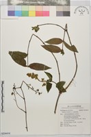 心基葉溲疏藏品圖，第1張