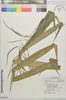 棕葉蘆藏品圖，第1張