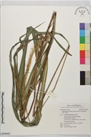 五節芒藏品圖，第1張