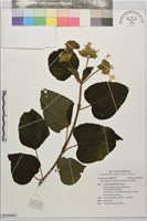 海州常山藏品圖，第1張