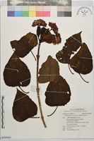 海州常山藏品圖，第1張