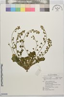 通泉草、六角定經草藏品圖，第1張