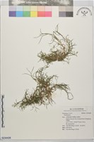 登錄號:S234428藏品圖，第1張