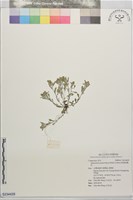 匙葉鼠麴草藏品圖，第1張