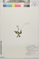 通泉草、六角定經草藏品圖，第1張