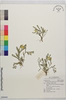 擬鼠麴草藏品圖，第1張