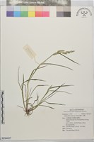 芒稷、芒稗藏品圖，第1張