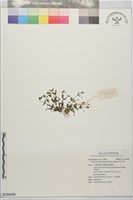 陌上草藏品圖，第1張