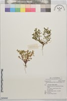 山芫荽藏品圖，第1張