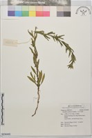 小花月見草藏品圖，第1張