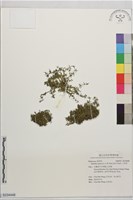 小牙草藏品圖，第1張