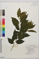 光果翼核木藏品圖，第1張