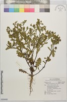 線球菊、田基黃藏品圖，第1張