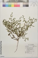 小花金梅藏品圖，第1張