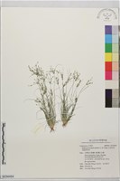 毛球柱草、高雄球柱草藏品圖，第1張