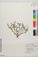 匙葉鼠麴草藏品圖，第1張